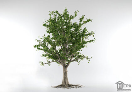 مدل سه بعدی درخت گیلاس