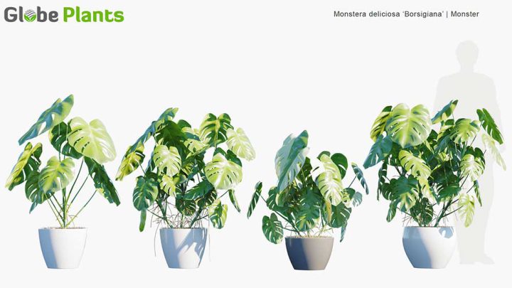 مدل سه بعدی آبجکت گل و گیاه