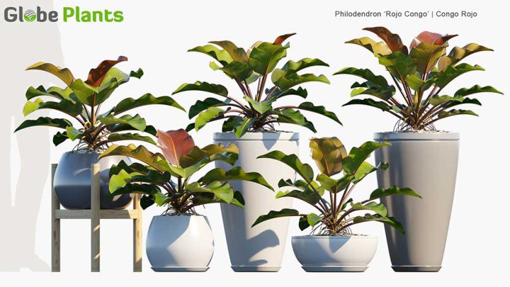 5 مدل آبجکت گیاهان و گلدان
