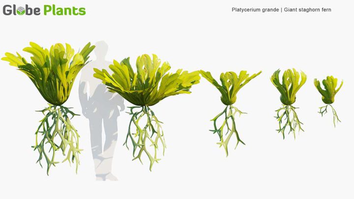 5 مدل سه بعدی گیاه